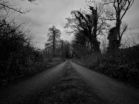 Path through the woods